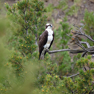 Wildlife in the National Parks of America