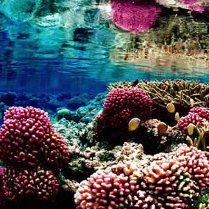 Learn to scuba dive overseas