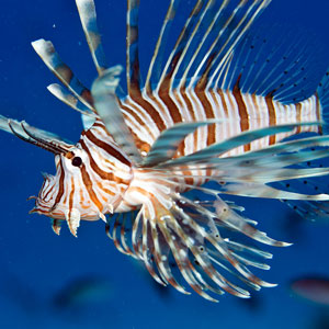Lionfish spearing with scuba diving