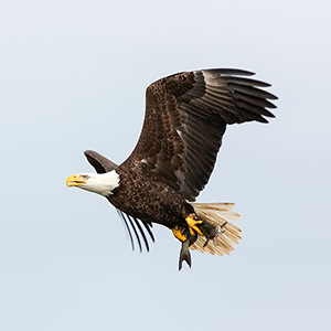 Wildlife in Colorado
