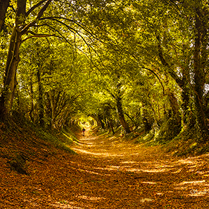 Day trips from Chichester in the South Downs