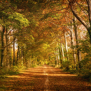 South Downs autumn colours