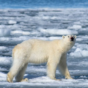 Spitsbergen travel guide