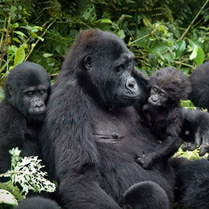 Gorilla watching guidelines