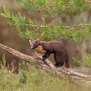 Wildlife in the Scottish Highlands