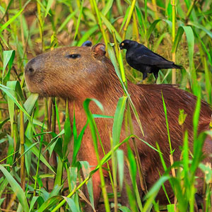 Peruvian Amazon travel guide