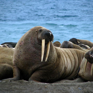 Best time to see wildlife in Norway