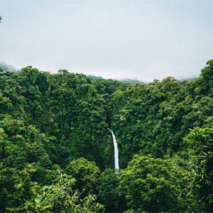 Rainforests travel guide