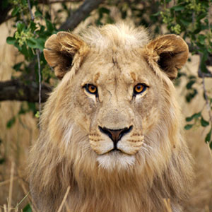 Kruger National Park travel guide