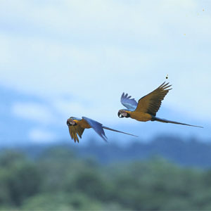 Where to go on a rainforest holiday