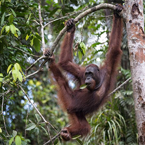 Borneo rainforest holidays