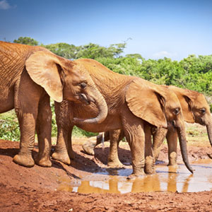 Best time to visit Kruger National Park