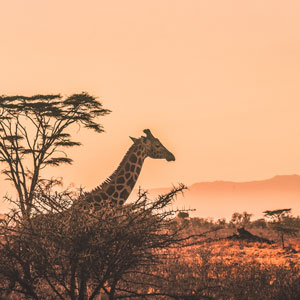 Small group safaris