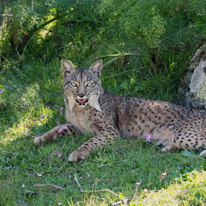 Wildlife in Europe travel guide