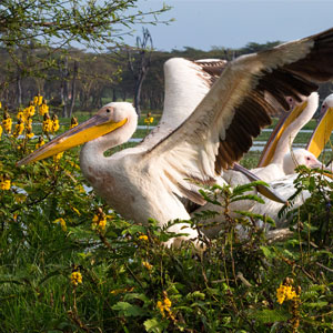 Rewilding holidays in Europe