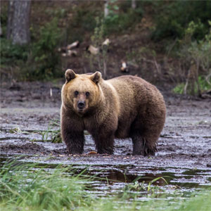 Top 10 bear watching holidays in Europe