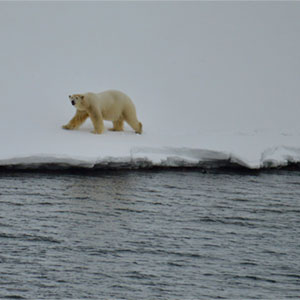 Polar bears in Norway