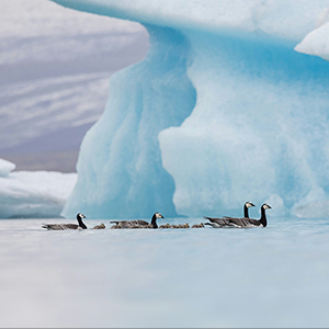 Top 8 wildlife photography tours in Europe
