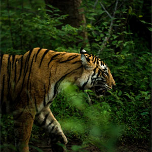 Tiger safaris in Nepal