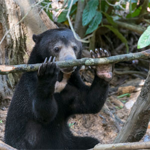 Volunteering with bears
