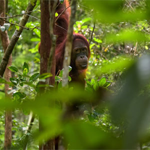 Orangutan volunteering holidays
