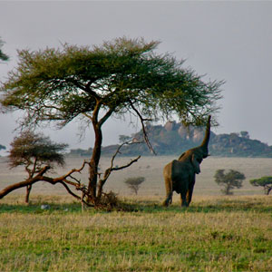 Serengeti travel guide
