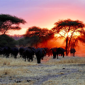 Best time to visit Serengeti