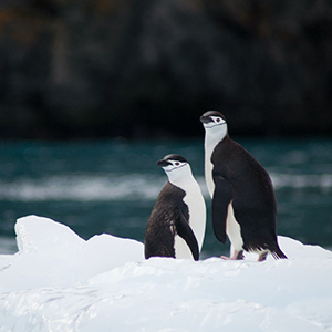Wildlife in Antarctica