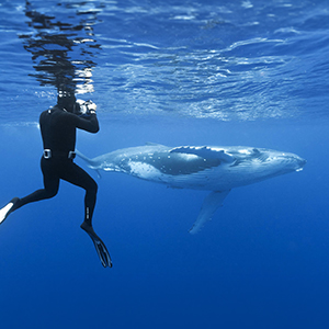 Where to swim with whales & wild dolphins
