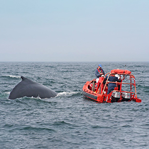 Whale conservation in the Azores