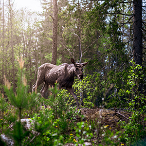 Wilderness holidays in Sweden
