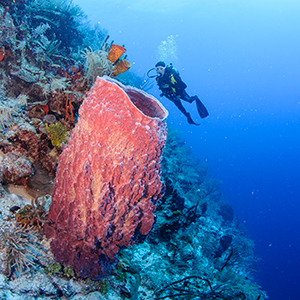 Diving & snorkelling in Belize