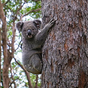 Wildlife in Australia