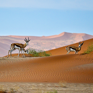 Luxury safaris in Namibia