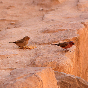 Bird watching in Jordan