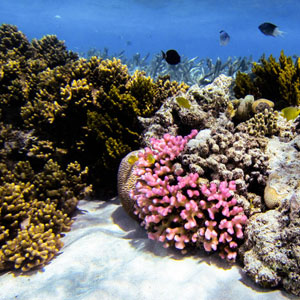 Great Barrier Reef travel guide