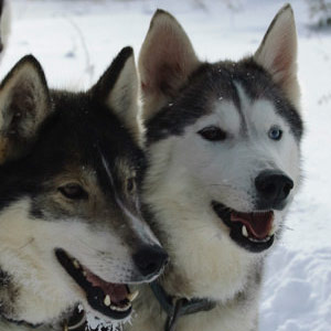 Husky safari guide