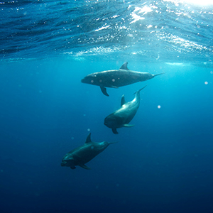 Wildlife in Greece 