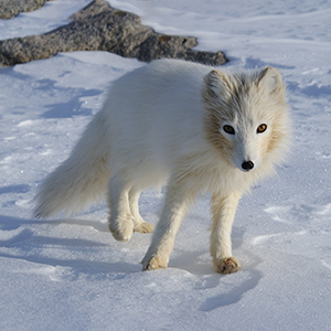 Wildlife in Greenland Wildlife in Greenland