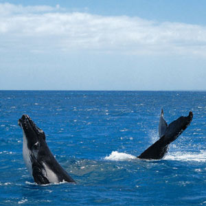 Best time to visit Great Barrier Reef
