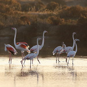 Best nature reserves in the Algarve