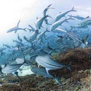 Responsible tourism on the Great Barrier Reef