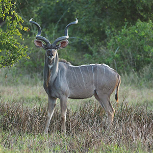 Gorongosa National Park in Mozambique