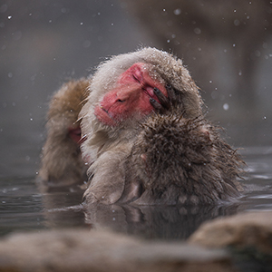 Where to see snow monkeys in Japan