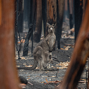 How Australia climate change affects holidays