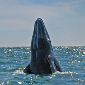 Wildlife in British Columbia