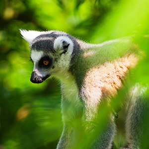Wildlife in Madagascar