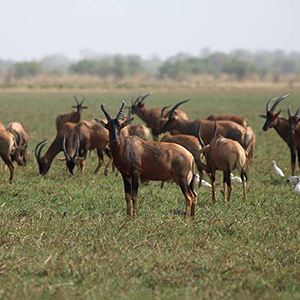 Zakouma National Park in Chad