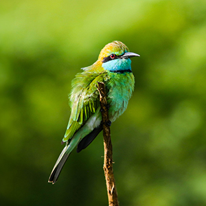 Birdwatching holidays in Sri Lanka