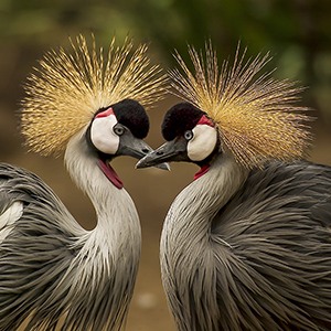 Birdwatching holidays in Rwanda